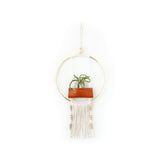 Air Plant Wall Hanging
