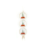 Air Plant Wall Hanging