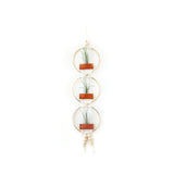 Air Plant Wall Hanging