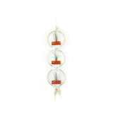 Air Plant Wall Hanging