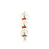 Air Plant Wall Hanging