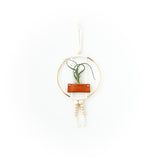 Air Plant Wall Hanging