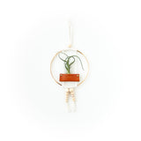 Air Plant Wall Hanging