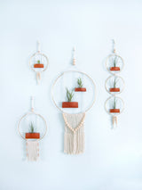 Air Plant Wall Hanging